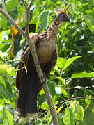 Hoatzin