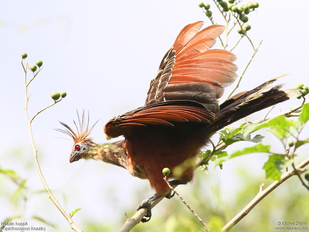 Hoatzin