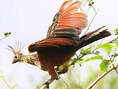 Hoatzin