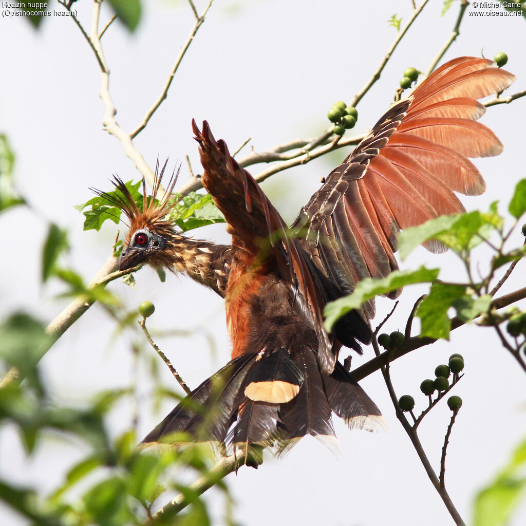 Hoatzin