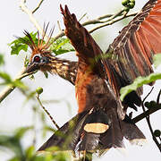 Hoatzin