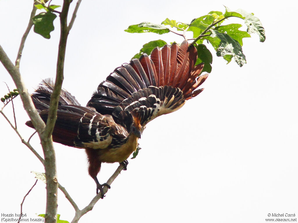 Hoatzin