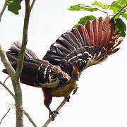 Hoatzin