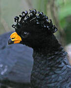 Yellow-knobbed Curassow