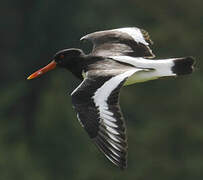 Eurasian Oystercatcher