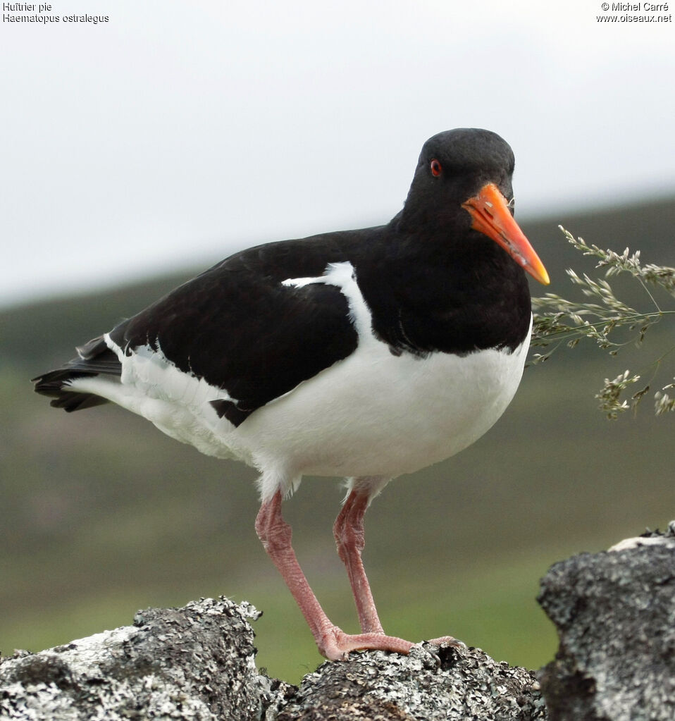 Eurasian Oystercatcher