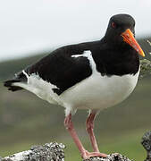 Eurasian Oystercatcher