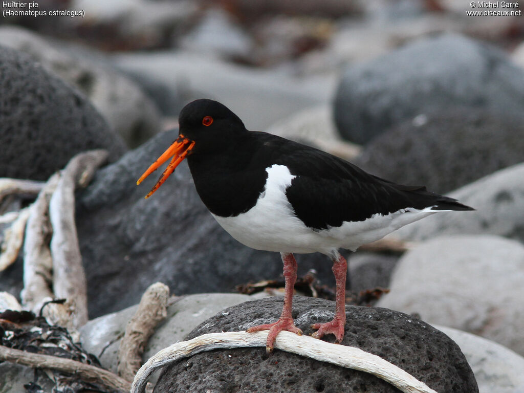 Eurasian Oystercatcheradult breeding