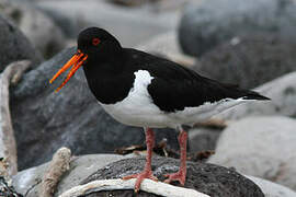 Eurasian Oystercatcher