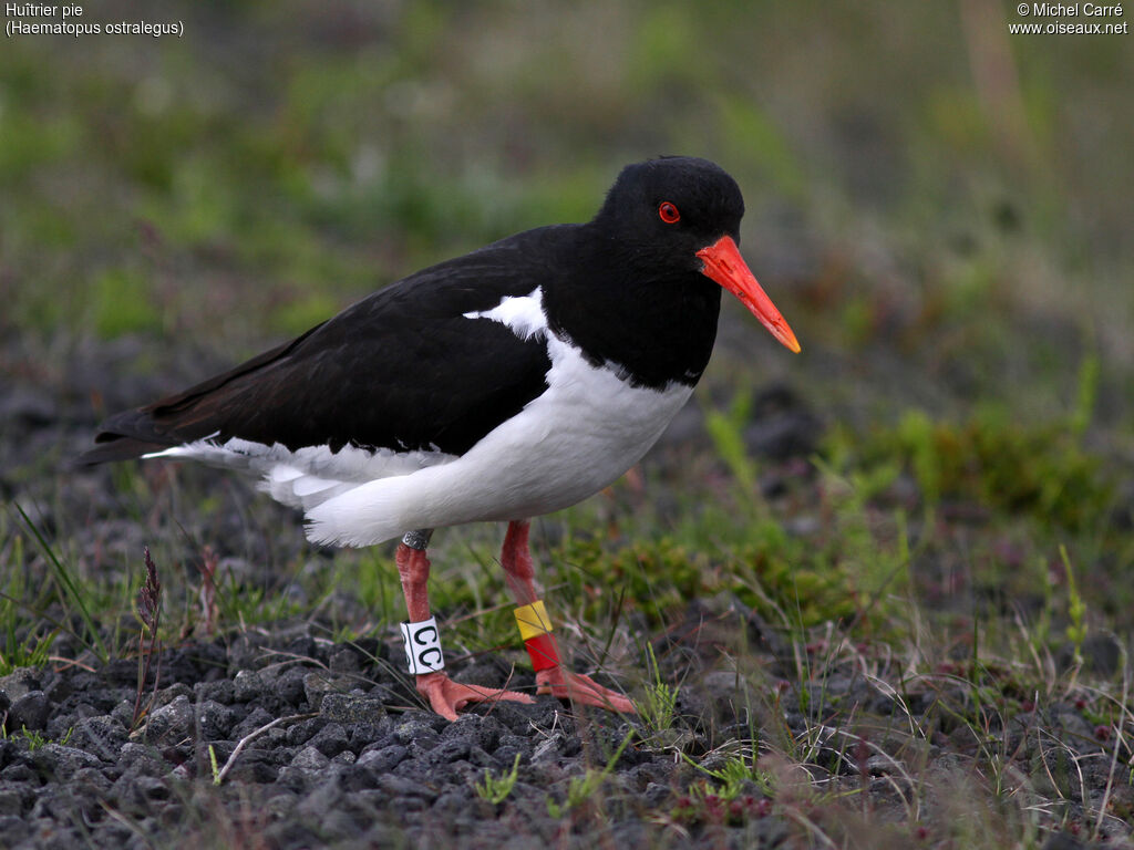 Eurasian Oystercatcheradult breeding