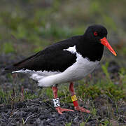 Eurasian Oystercatcher