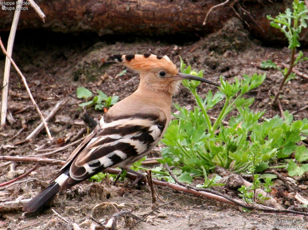 Eurasian Hoopoe