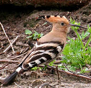 Eurasian Hoopoe