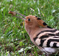 Eurasian Hoopoe