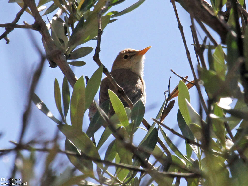 Western Olivaceous Warbler male adult breeding, habitat, pigmentation