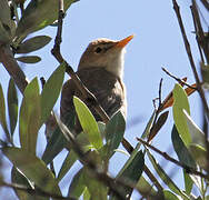 Western Olivaceous Warbler