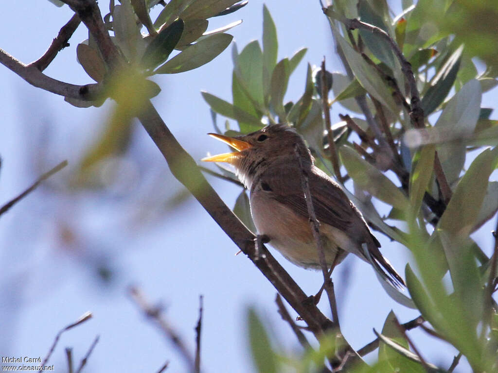 Western Olivaceous Warbler male adult, close-up portrait, song