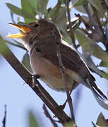 Western Olivaceous Warbler