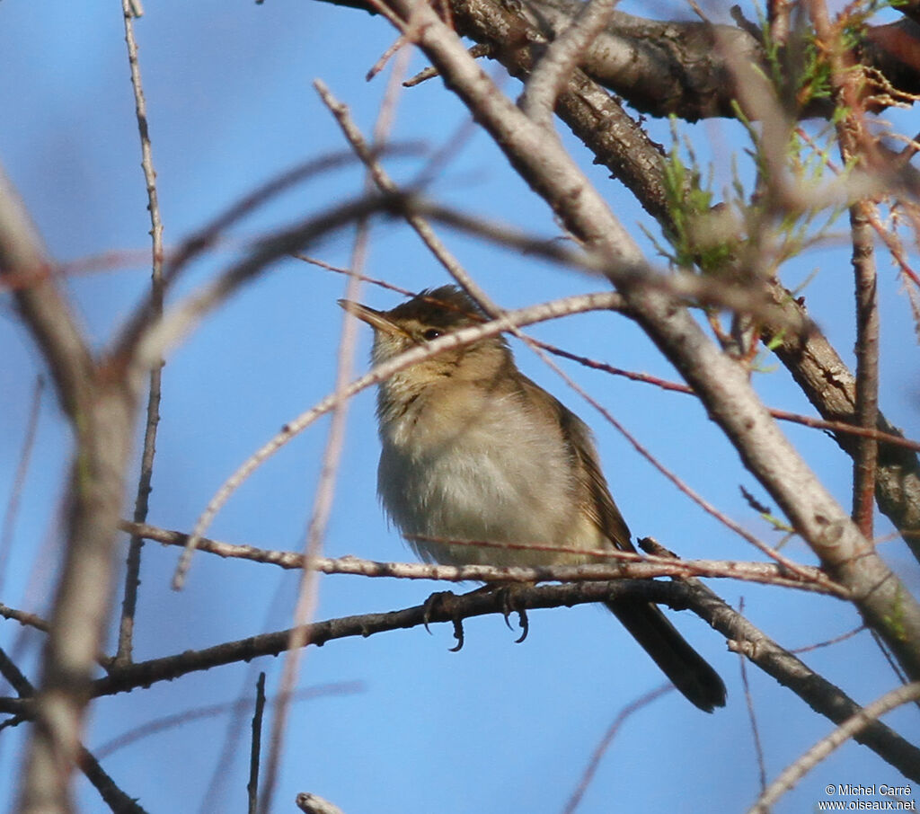 Eastern Olivaceous Warbler