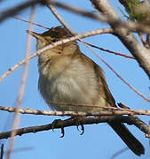 Eastern Olivaceous Warbler