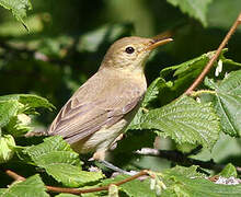 Melodious Warbler