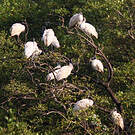 Ibis à tête noire