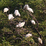 Ibis à tête noire