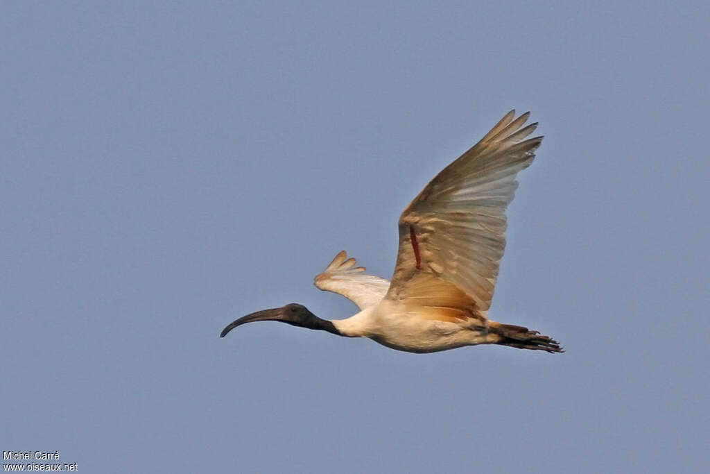 Ibis à tête noire, Vol