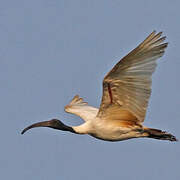 Black-headed Ibis