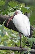American White Ibis
