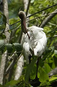 American White Ibis