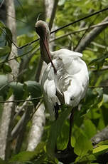 Ibis blanc