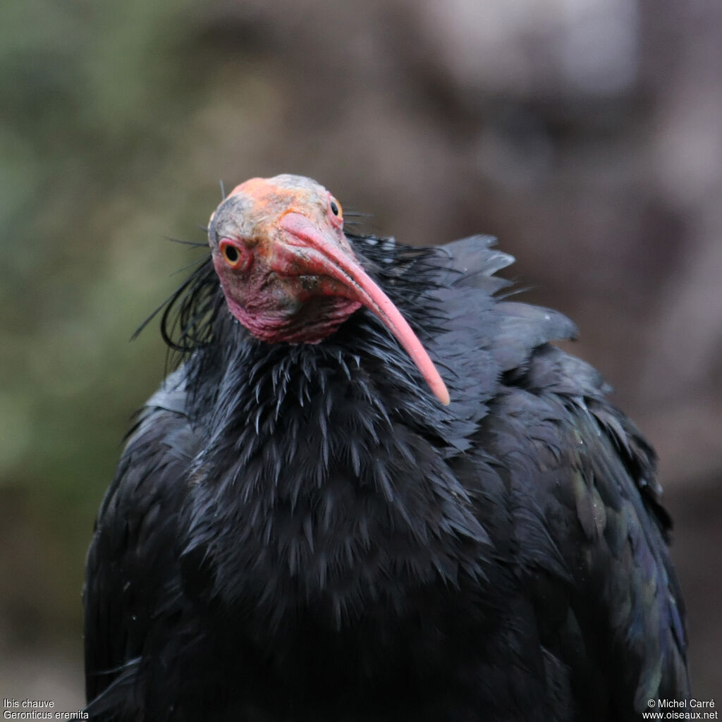 Northern Bald Ibisadult