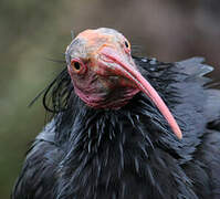 Northern Bald Ibis