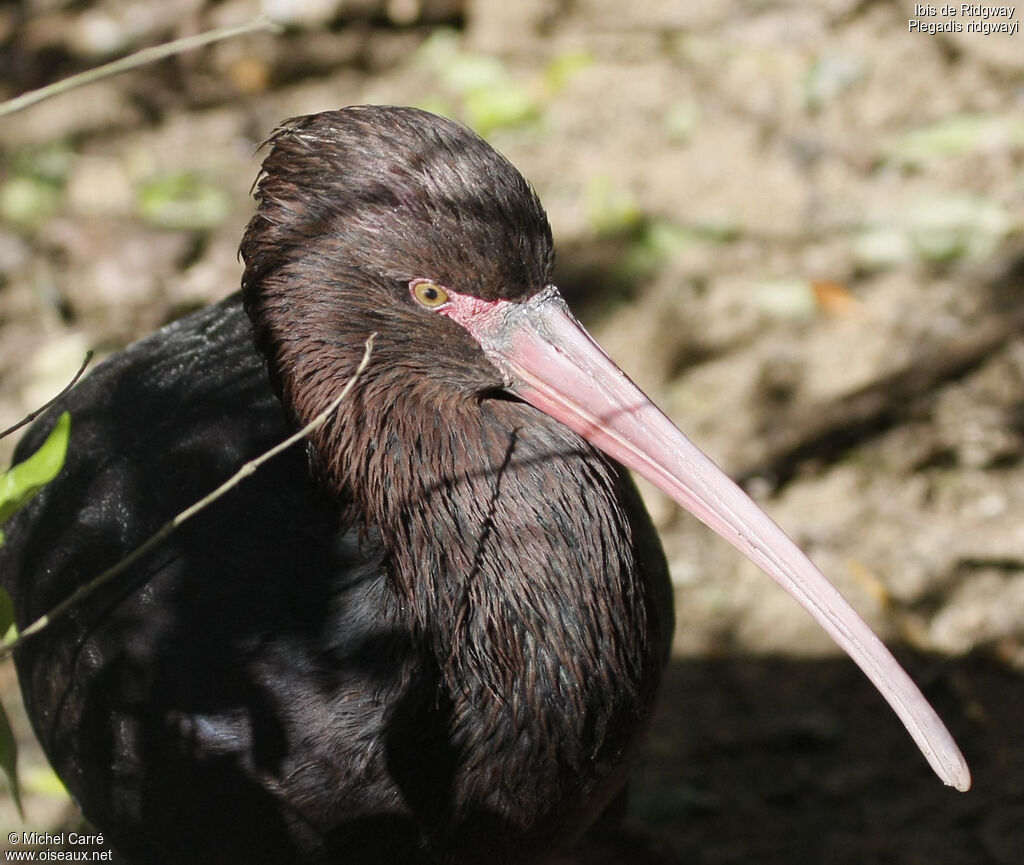 Puna Ibis