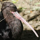 Ibis de Ridgway