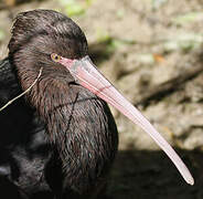 Puna Ibis