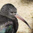Ibis de Ridgway