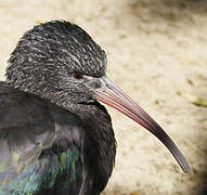 Puna Ibis