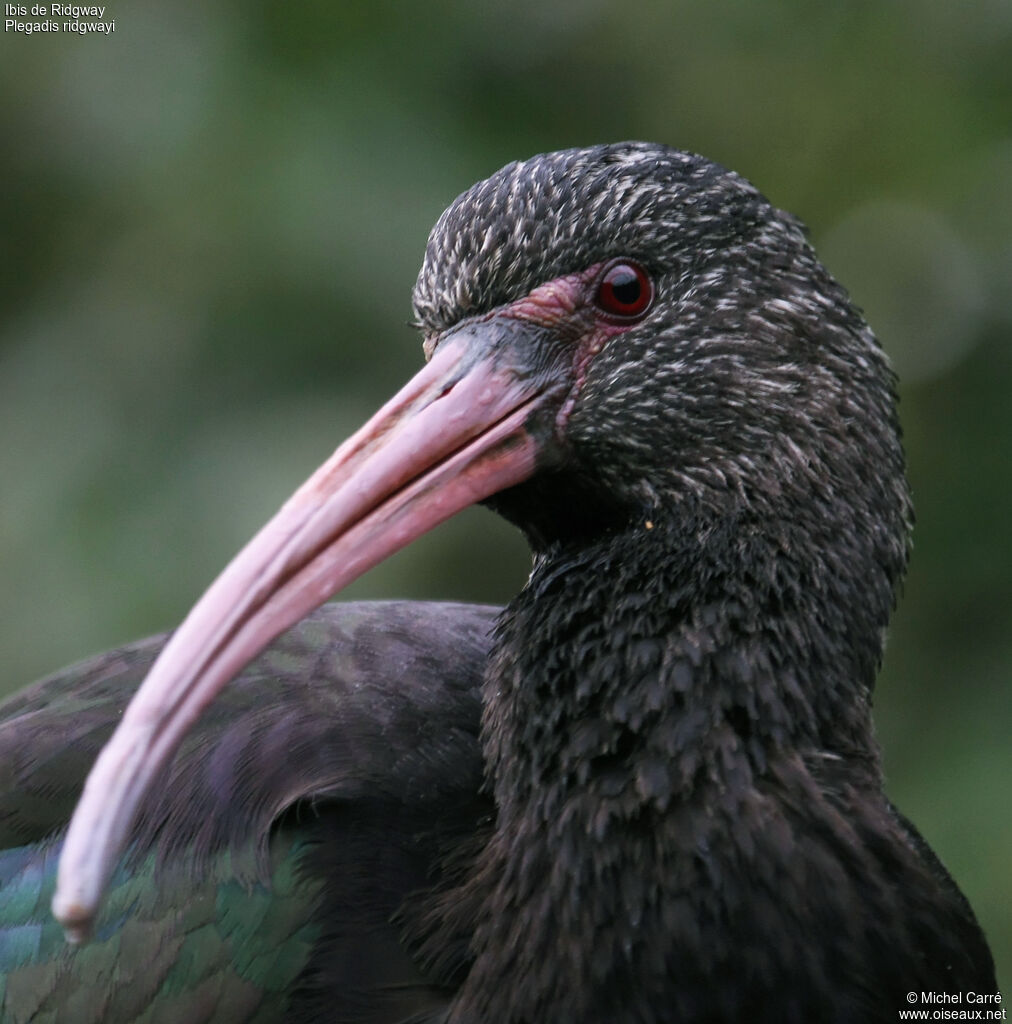 Puna Ibis