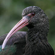 Puna Ibis