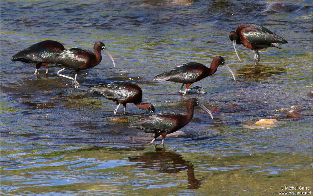 Ibis falcinelle