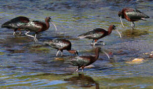 Glossy Ibis