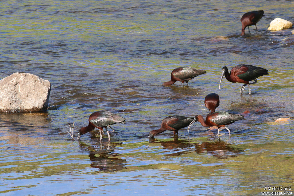 Ibis falcinelle