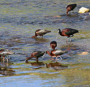 Glossy Ibis