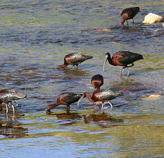 Ibis falcinelle