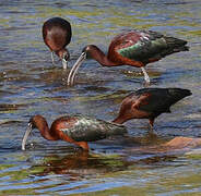 Ibis falcinelle