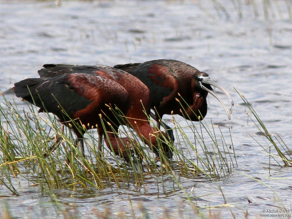 Glossy Ibis