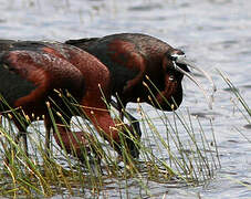 Glossy Ibis