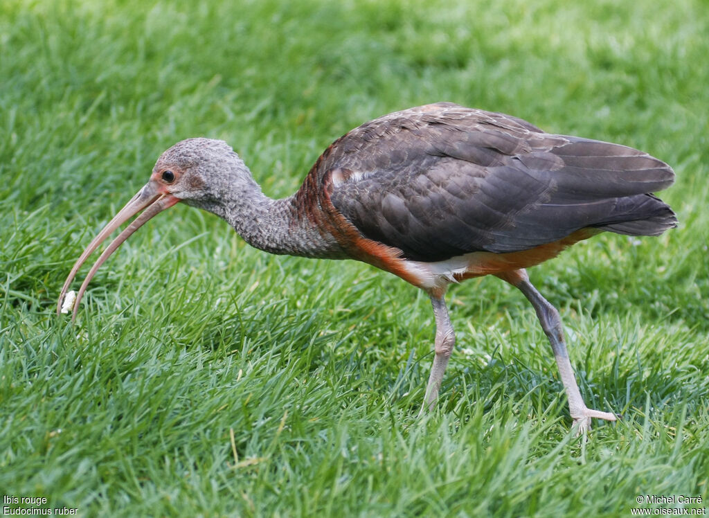 Ibis rougeimmature